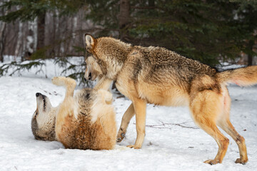Grey Wolf (Canis lupus) Stands Over Submissive Packmate on Back Winter