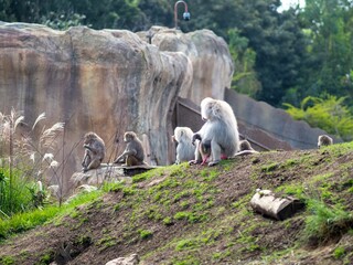 Macro shot of Baboon apes sitting on the slope in a zoo