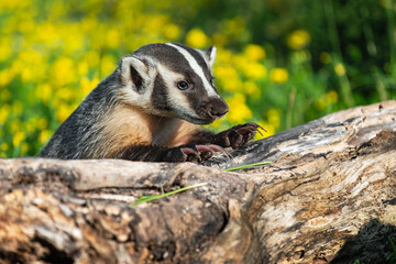 North American Badger (Taxidea taxus) Looks Over Log Claws Extended Summer