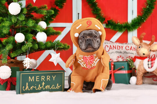 Funny dog Christmas costume. French Bulldog wearing gingerbread outfit with arms surrounded by festive decoration