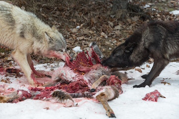 Grey Wolf (Canis lupus) Stand on Opposite SIdes Pulling at White-Tail Deer Carcass Winter