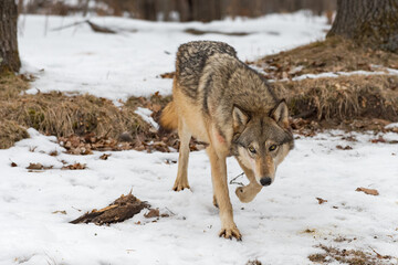 Grey Wolf (Canis lupus) Steps Forward Front Paw Up Winter