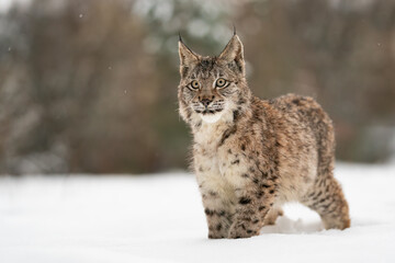 Lynx cub standing in the snow and looking front to the camera. Winter with dangerous animal. Wildlife in cold weather.