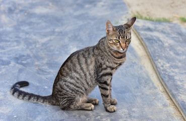 Domestic cat 2