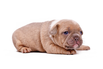 Fototapeta premium Red fawn colored French Bulldog dog puppy on white background