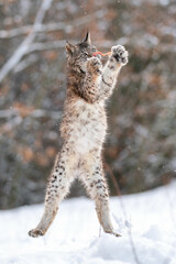 Lynx jumping. Lynx catching prey in the air. Winter animal frolicking