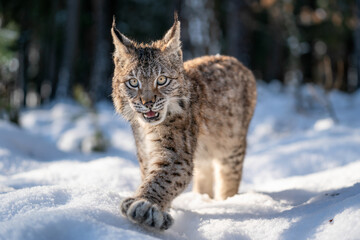 Close-up photo of lynx cub walking in the winter snowy forest with open mouth. Wildlife lynx animal...