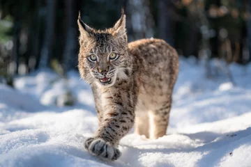 Aluminium Prints Lynx Close-up photo of lynx cub walking in the winter snowy forest with open mouth. Wildlife lynx animal in natural habitat.
