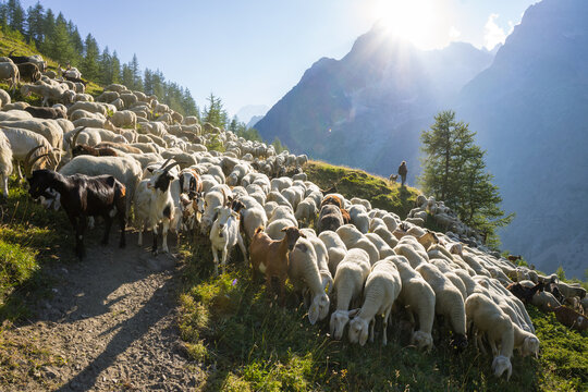 Hiking around Mont Blanc, Alpine landscape, sheeps