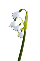 Leucojum aestivum 'Gravetye Giant' a white bell-s spring flower bulb commonly known as summer...