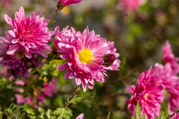 Beautiful pink violet chrysanthemum with dew drops in the garden. Sunny day, shall depth of the field