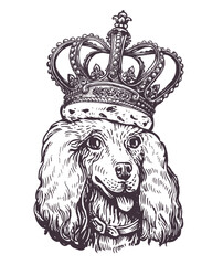 Portrait of cute Dog poodle with crown on his head. Pet animal, puppy head sketch. Vintage vector illustration © ~ Bitter ~