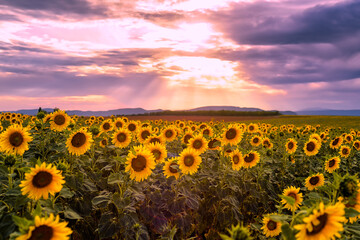 Scenic view of sunflower field in Provence south of France against dramatic sunset sky during summer