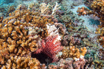 Naklejka na ściany i meble crown of thorns sea star eating a coral