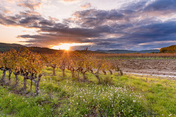Scenic view of vineyard in Provence south of France in autumn colors against dramatic sunset