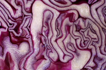 close-up organic red cabbage texture