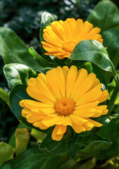 Blumen die jetzt im November im Garten blühen