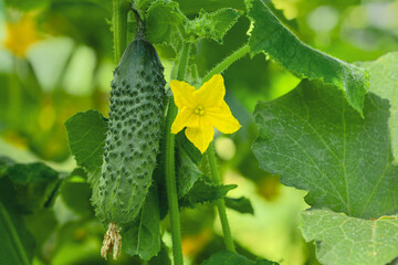 Fresh green cucumber on a branch against the backdrop of abundant foliage - 546945155