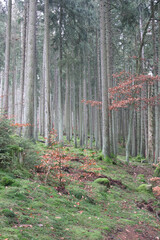 in the forest