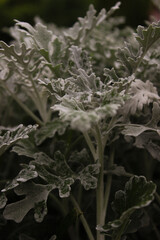 frost on leaves