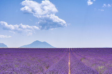 Fototapeta na wymiar Scenic view of lavender field in Provence during summer daylight