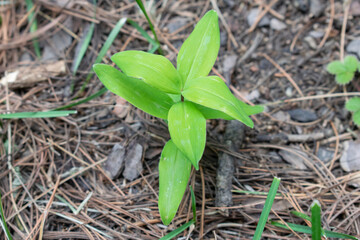 sprout in the soil