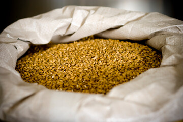 Open bag of barley used in brewing beer