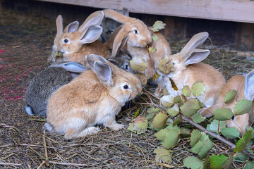 a group of small rabbits appetizingly eat fresh alder branches