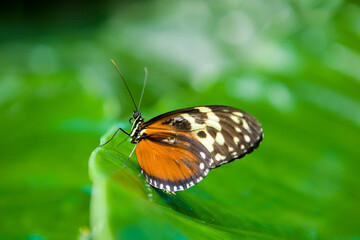 A butterfly rests on the edge of a large green leaf.