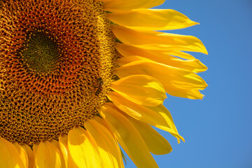 Scenic view of sunflower in summer against blue sky