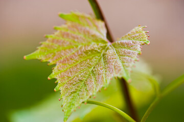 New grape leaf in spring starts to grow on the vine at vineyard.