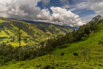 Wax palm trees, native to the humid montane forests of the Andes, towering the landscape of Cocora...