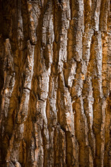 Obraz premium A Cottonwood tree's bark shows the deep furrows of its age.