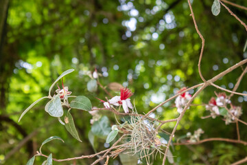 Feijoa sellowiana 