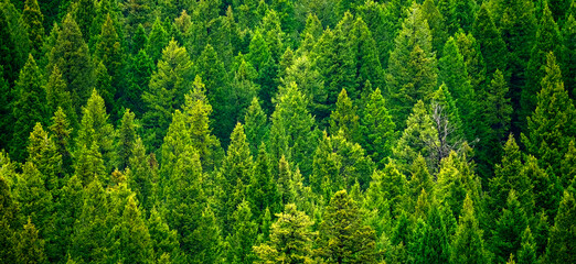 Forest of pine trees in wilderness mountains rugged green growth flush environment