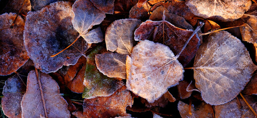 Frozen Leaves Details of Frost