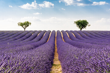 Scenic view of lavender field and two almond trees in Provence south of France against dramatic...