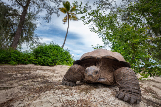 Aldabra giant tortoise freely roaming in the nature