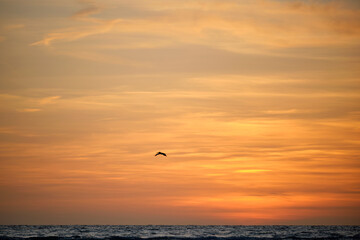Pelican bird flying over dramatic red ocean waves at sunset with soft evening sea dark water
