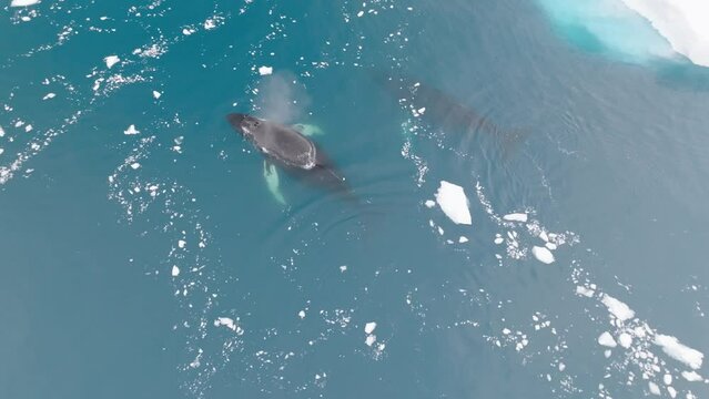 Ballenas Jorobadas nadando cerca de grandes icebergs