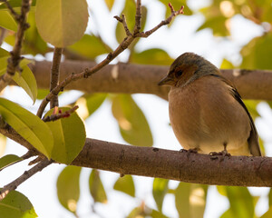 ispinoz / common chaffinch / fringilla colebs