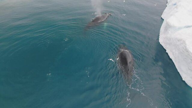 Ballenas Jorobadas nadando cerca de grandes icebergs