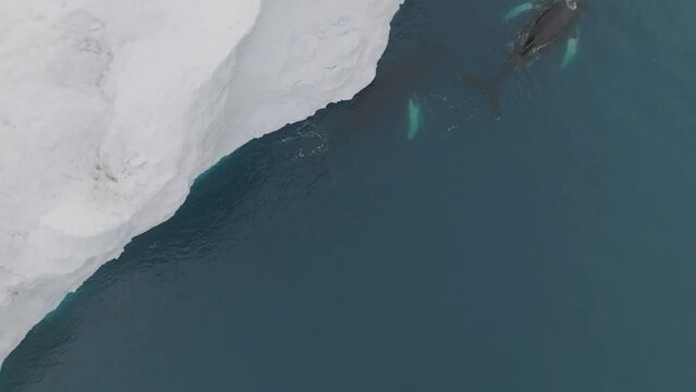 Ballenas Jorobadas nadando cerca de grandes icebergs