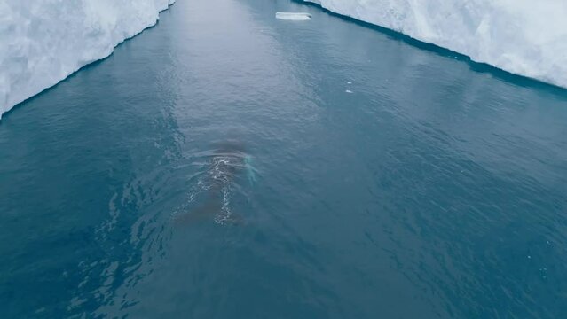 Ballenas Jorobadas nadando cerca de grandes icebergs