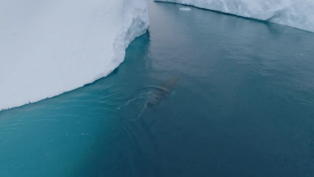 Ballenas Jorobadas nadando cerca de grandes icebergs
