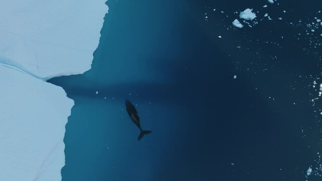 Ballenas Jorobadas nadando cerca de grandes icebergs