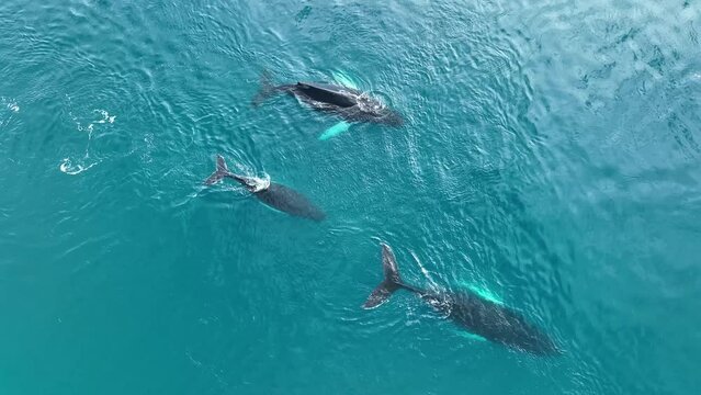 Ballenas Jorobadas nadando cerca de grandes icebergs