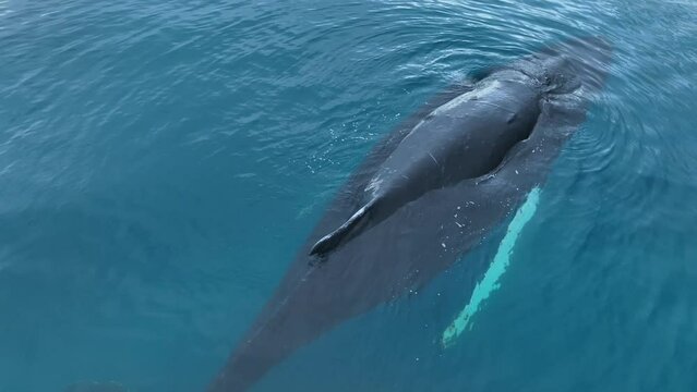 Ballenas Jorobadas nadando cerca de grandes icebergs