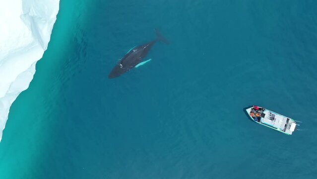 Ballenas Jorobadas nadando cerca de grandes icebergs