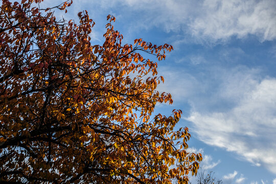 Herbstlaub im Gegenlicht an Baum vor Wolkenhimmel